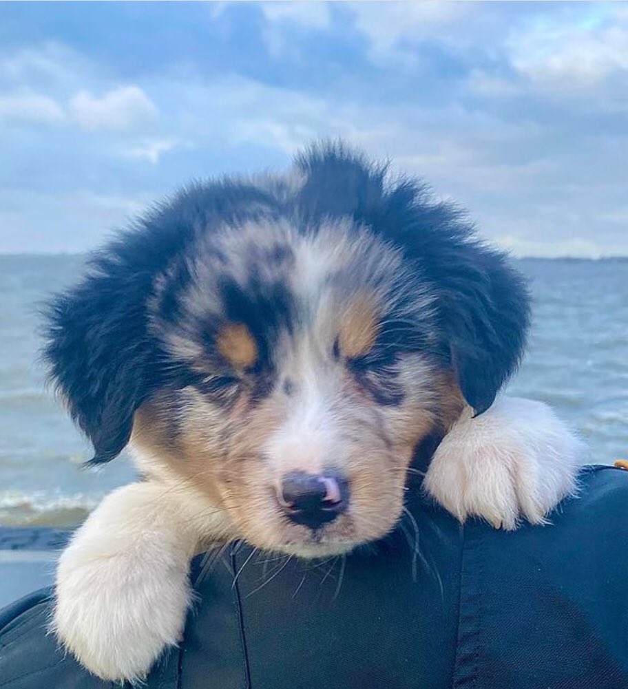 gerdien1105's tweet photo. @hersendeurtjes Dit is Sam, Australian Shepard met een beetje Benner Sennen. https://t.co/pq7Lb4pwZb