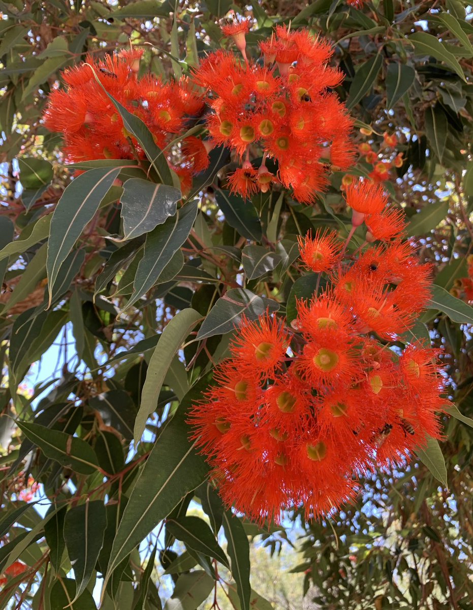 Voting is OPEN for this year’s #EucalyptOfTheYear with options focussed on #UrbanChampions

Corymbia ficifolia is the ultimate since it has a narrow native distribution in southern WA, but planted in many urban centres! 

ICONIC eh!?

#FriendsOfFicifolia
#ChampionCorymbia
