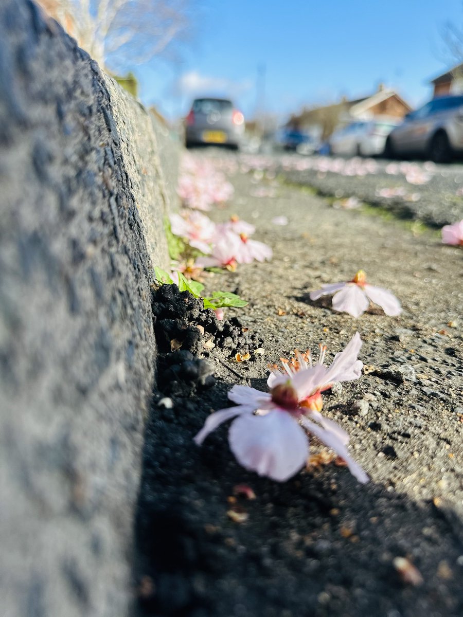 Reflection93855's tweet photo. د پسرلي علامې راغلې 🌸📷 #Tuesday #morning #sunrise #blossom #blossomtree #nature #EarlyMorningMagic https://t.co/DXPpcgMJgK