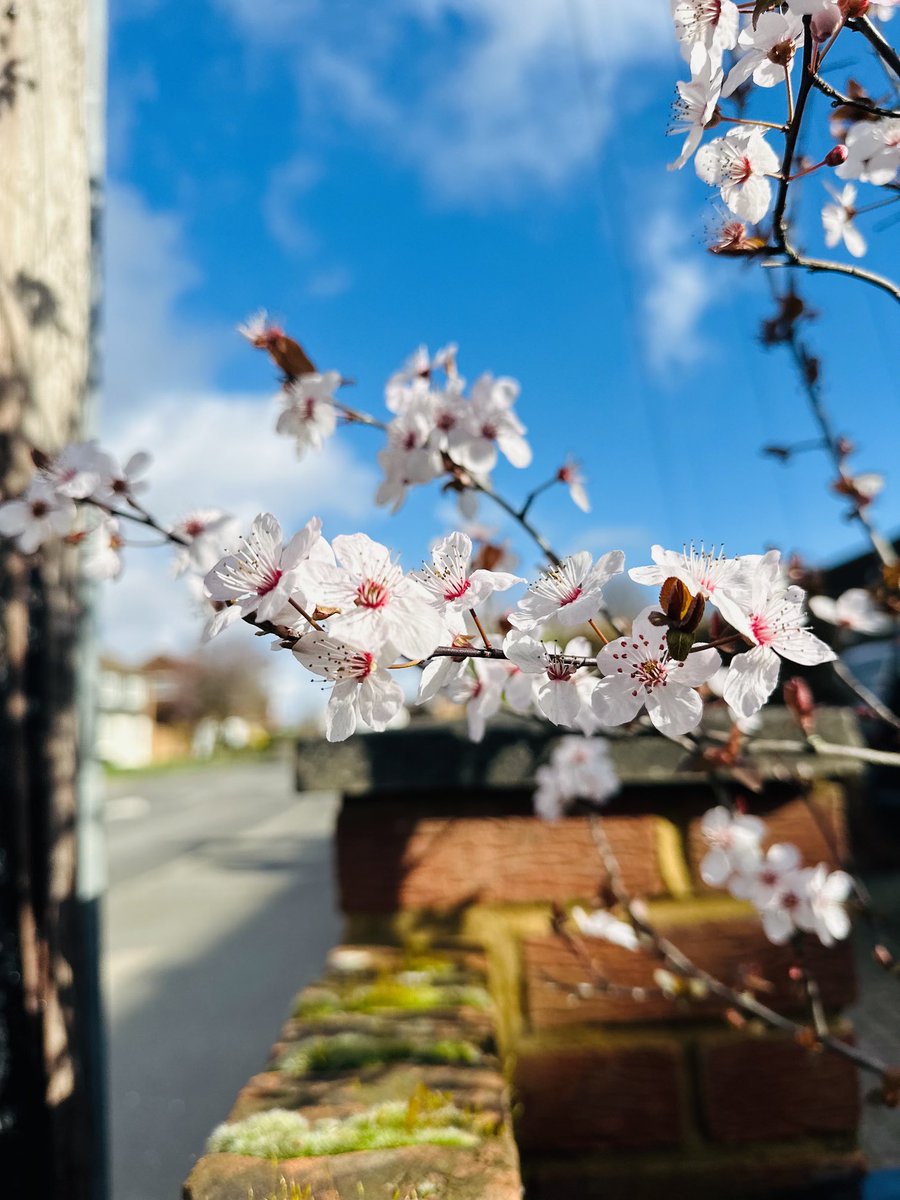 Reflection93855's tweet photo. د پسرلي علامې راغلې 🌸📷 #Tuesday #morning #sunrise #blossom #blossomtree #nature #EarlyMorningMagic https://t.co/DXPpcgMJgK