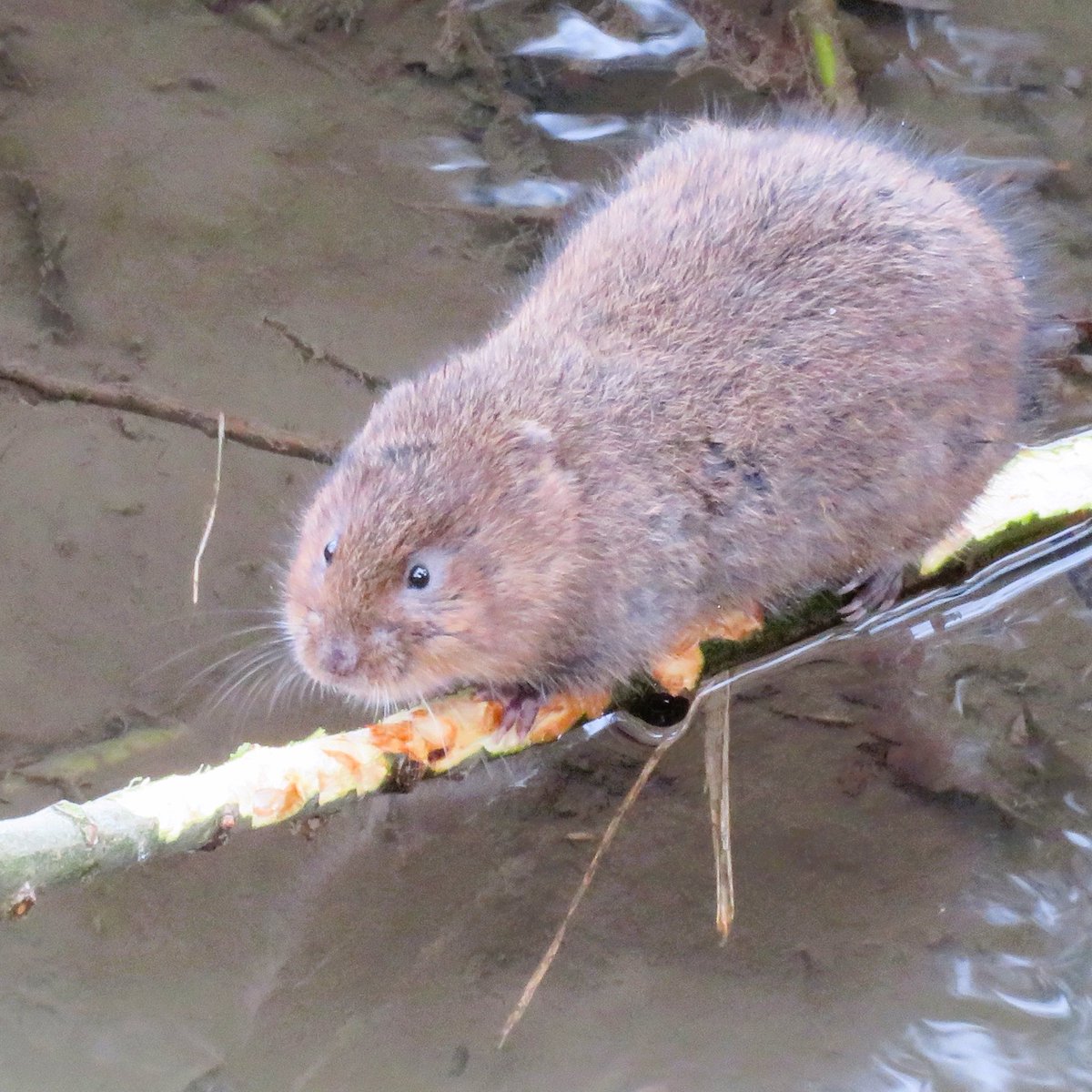 Open Meeting Thurs 22 Feb 2024, 7.30pm Redbourn Village Hall, AL3 7LW. All Welcome at this FREE event.
Reports &amp; questions on the state of the #RiverVer’s water, sewage spills and the wildlife. Guest speaker Djami Djeddour (CABI): UK weed biocontrol initiatives on waterbodies.
