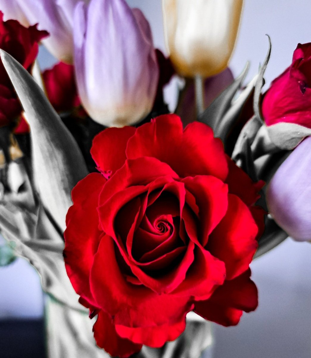 🌹 🌷 

#flowers #flowerphotography #FlowersOfTwitter #flowerpictures #Valentine #valentineflowers #redrose #redroses #tulip #tulips