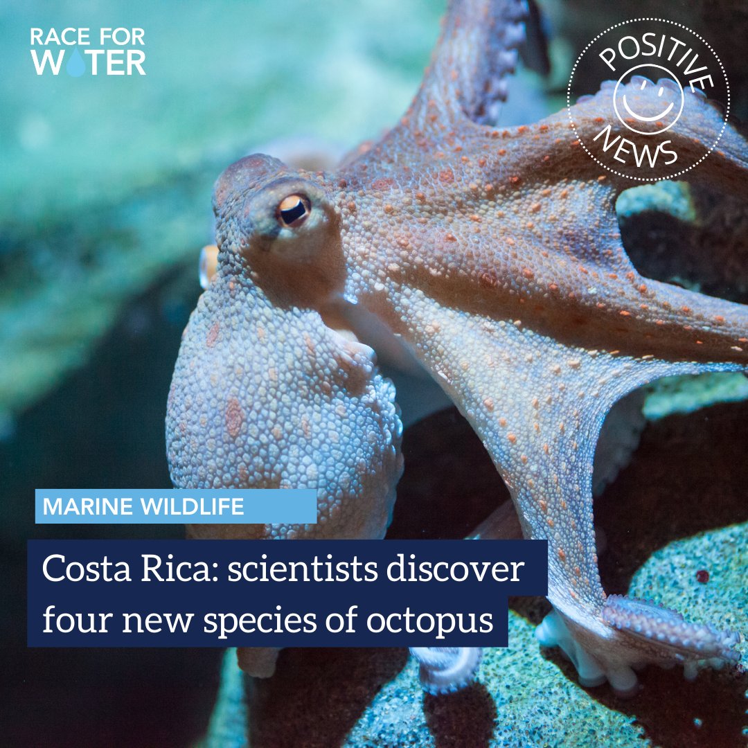 🇨🇷 In 2023, scientists made an incredible discovery during two expeditions off the Pacific coast of Costa Rica aboard the Schmidt Institute's research vessel "Falkor (too)": octopus nurseries.🐙