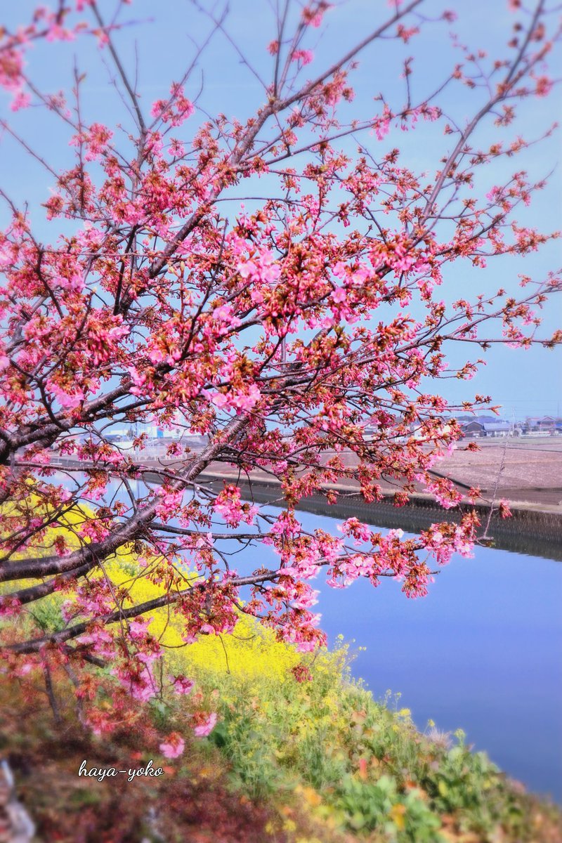 河津桜と菜の花は良く似合う♪🌸🌸

川の土手に咲く河津桜…
岸に咲く菜の花が桜の満開を待っています♪

昨日と一転！今日は寒い一日でしたね…
2月も残り僅か！
春が待ち遠しい🌸🌸

#写真撮ってる人と繋がりたい
#西条市禎瑞
2/20撮影