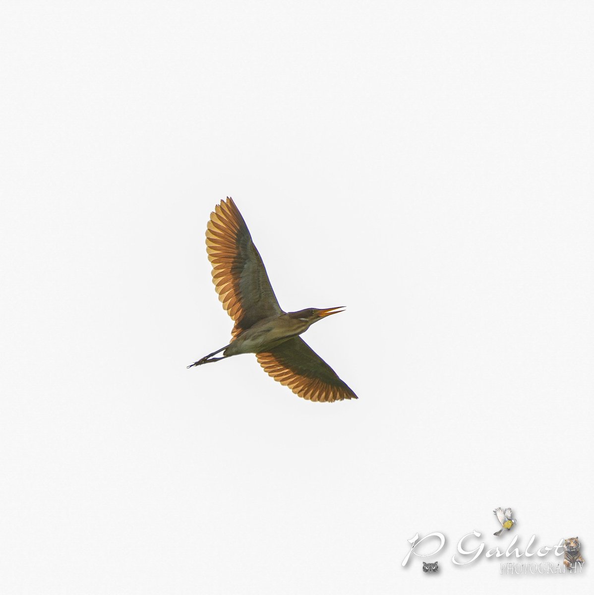 The Elusive Cinnamon bittern in #flight #Birding #Birdingphotography #birds #birdphotography #birdwatching #birdwatchers #IndiAves #BirdsOfTwitter #bbcwildlifePOTD #birdphotography #birdsinflight #BirdsofHaryana #avibase #IndianBirds #nikonphotography #TwitterNatureCommunity