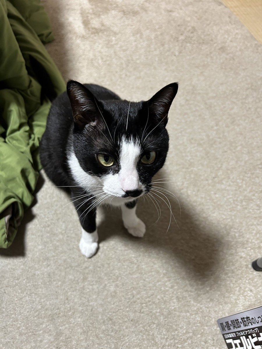 ハチワレ「実家猫のハチワレのハチです!!実家に帰るたびにお前誰という顔をされますがそんなの」|瑛のイラスト
