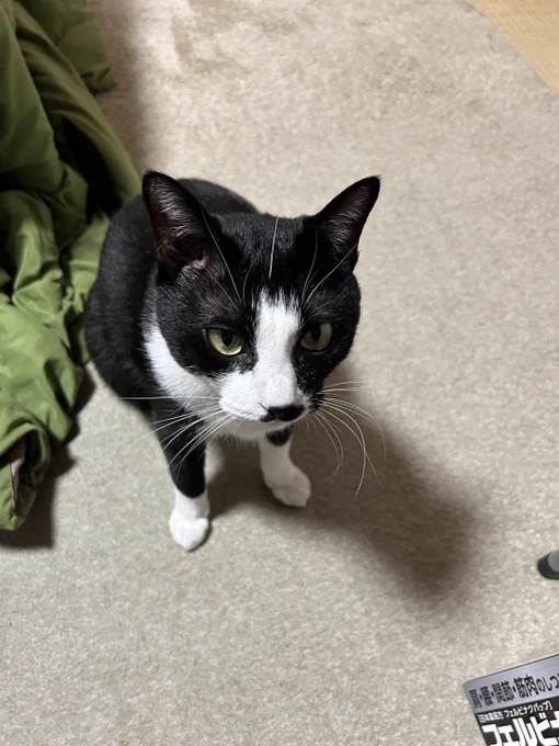 実家猫のハチワレのハチです!!実家に帰るたびにお前誰という顔をされますがそんなの構わず吸いに行ってます #ねこ吸えいろは殿 