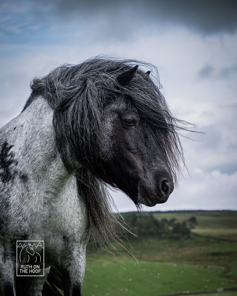 A rare blue roan Dales pony - isn’t she stunning? 🐴🐴