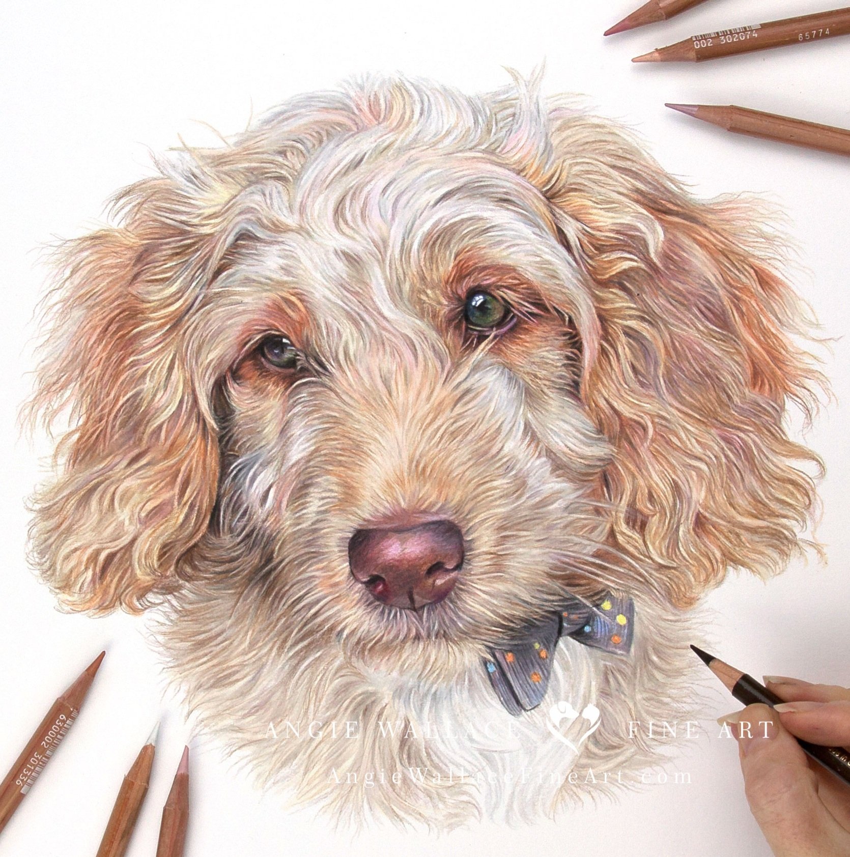 Fudge hotsell the cockapoo