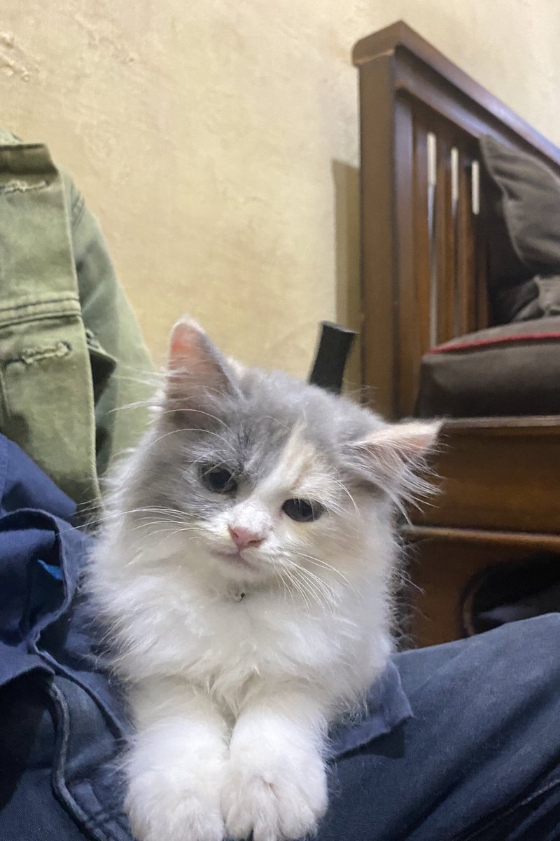 cinderawrla's tweet photo. Lala ciap beltalung cama geng stel , udah bawa camulai 🐈 maju cini gelud https://t.co/DeAKjK5Xw3