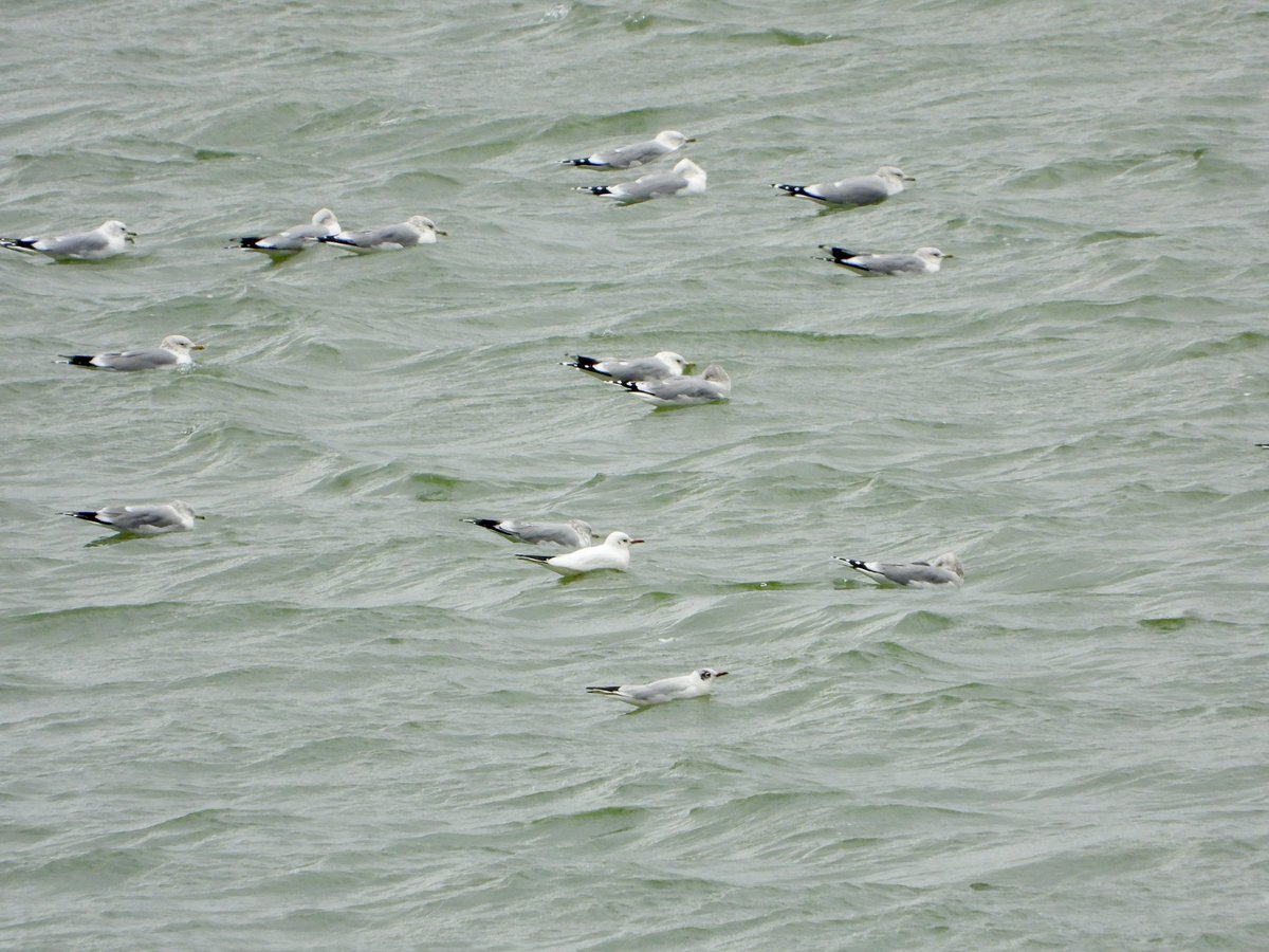 The leucistic Black headed Gull at Grovebury