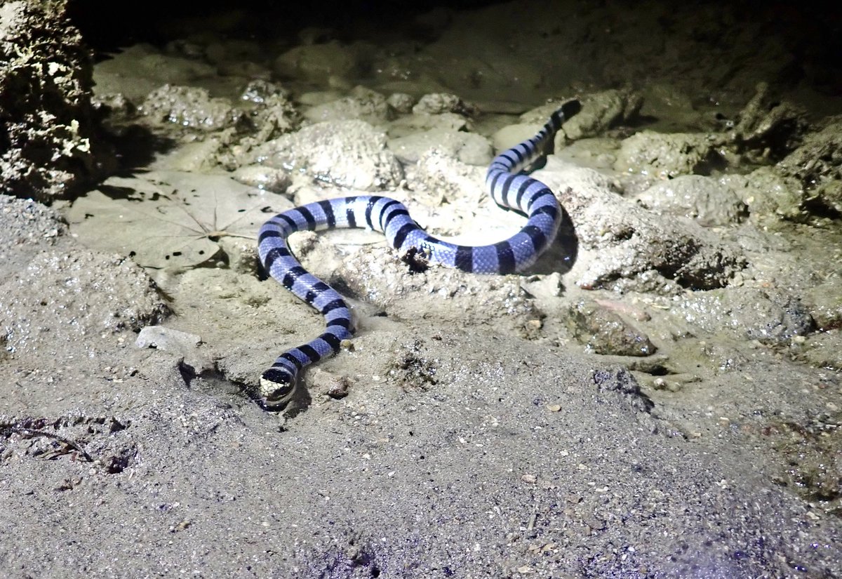 アオマダラウミヘビ