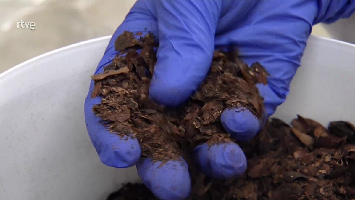 AQHT_TVE's tweet photo. En 🇪🇸 producimos 470 kg de basura por persona y año

🚮Cáscaras de mejillones
🚮Restos de semilla de cacao
🚮Huesos de aceituna
🚯Mira lo que hacen con estos residuos estas empresas

📌La basura se trabaja♻️
⬇️📺
https://t.co/49ZjsK6Jyg https://t.co/TZSDGHiT9w