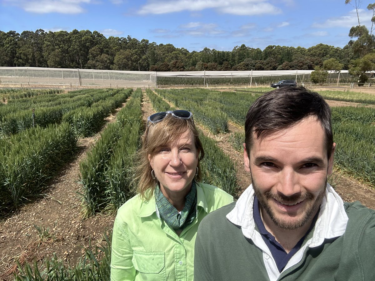 Brenton Leske (@brentonleske) on Twitter photo Scoring one of the populations at the Manjimup summer seed increase today for the new wheat metabolite and lipids x ❄️ project with project leader <a href="/ferdreccer/">Fernanda Dreccer</a> - nice the ☀️ popped out of some light 🌧️ thanks to <a href="/agtbreeding/">AGT</a> for seed and <a href="/DPIRDbroadacre/">DPIRD Broadacre - WA Grains & Livestock</a> Manji team for a neat trial Scoring one of the populations at the Manjimup summer seed increase today for the new wheat metabolite and lipids x ❄️ project with project leader <a href="/ferdreccer/">Fernanda Dreccer</a> - nice the ☀️ popped out of some light 🌧️ thanks to <a href="/agtbreeding/">AGT</a> for seed and <a href="/DPIRDbroadacre/">DPIRD Broadacre - WA Grains & Livestock</a> Manji team for a neat trial