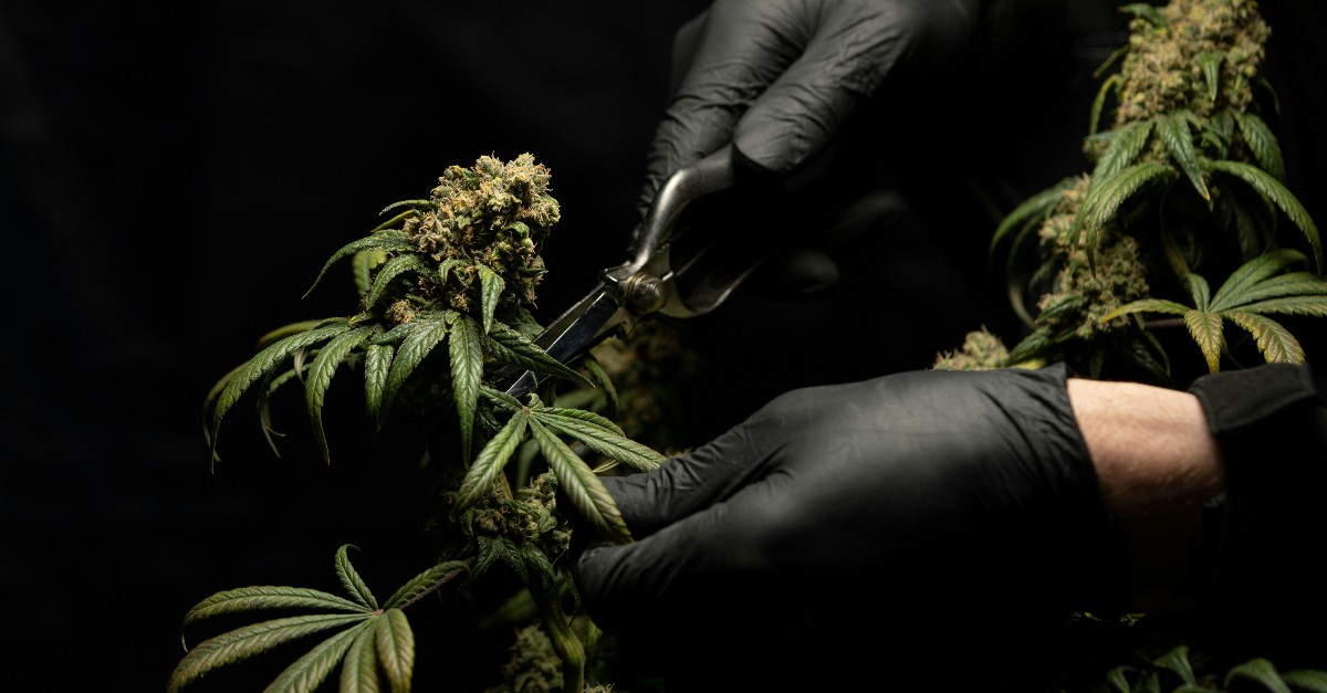 ASIS_Intl's tweet photo. Be one of the first to access the new ASIS #CannabisSecurity Standard - available now in eBook and Softcover formats. Members receive all eBook Standards and Guidelines for free! https://t.co/513SG8ePvx #securitystandards #securityguidelines #ASISinternational #securitymanagement https://t.co/mbQjg4xMd3
