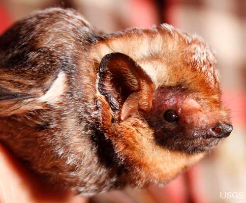 We assessed the genetic diversity of bat coronaviruses in North America by using samples collected by state, federal, and tribal partners as part of the white-nose syndrome/Pd fungus surveillance program. Learn more about our findings: usgs.gov/centers/nwhc/s…