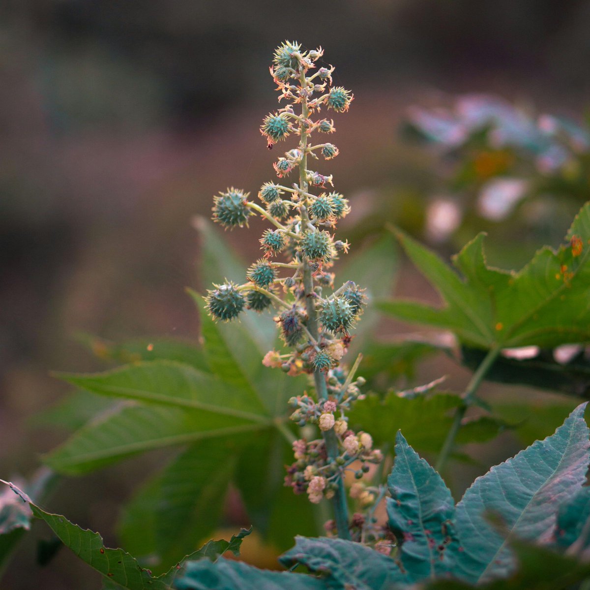 ParadigmScience's tweet image. Zenigloss® S is an all-natural solid polymer that is derived from castor oil and beeswax . Manufactured by TC USA, this ingredient has excellent film forming properties while maintaining a high impact gloss. 

For more information visit our website at :
ParadigmScience.com