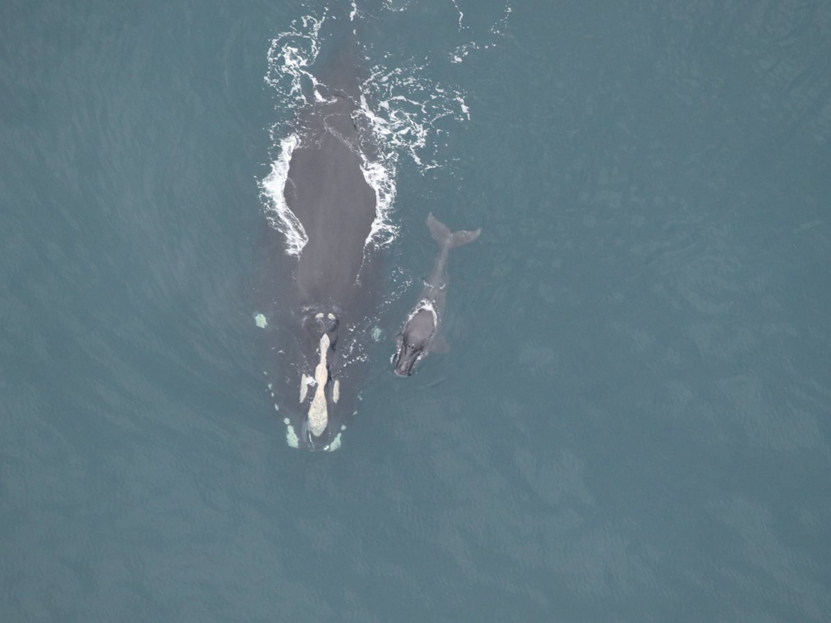 New England Aquarium tweet media