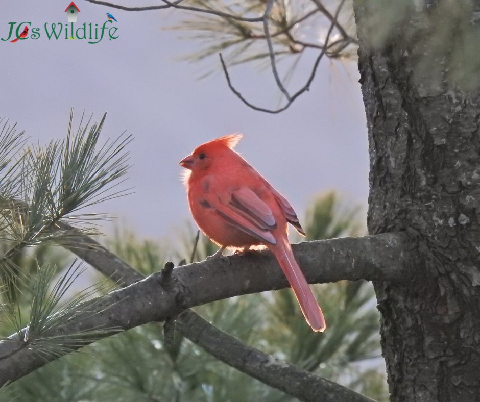 JCsWildlife's tweet photo. Meet Louie, our rare leucistic Cardinal that is missing its featured black mask around it's eyes. This rarity is 1 in 30,000 birds. What is the rarest bird you've seen? https://t.co/MxZL8yY2sA