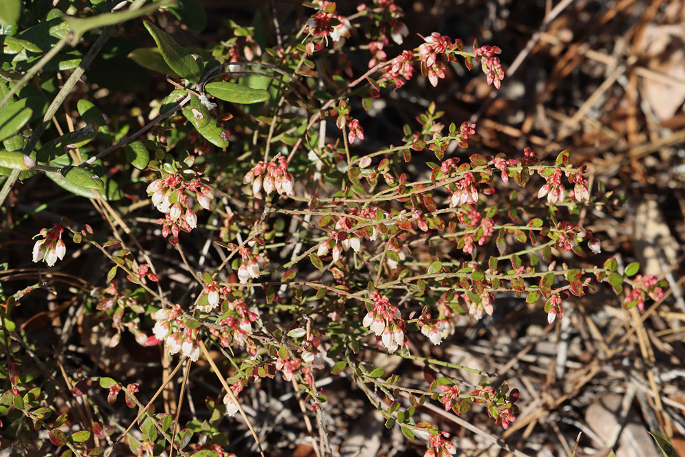 WFSU Ecology Blog tweet media