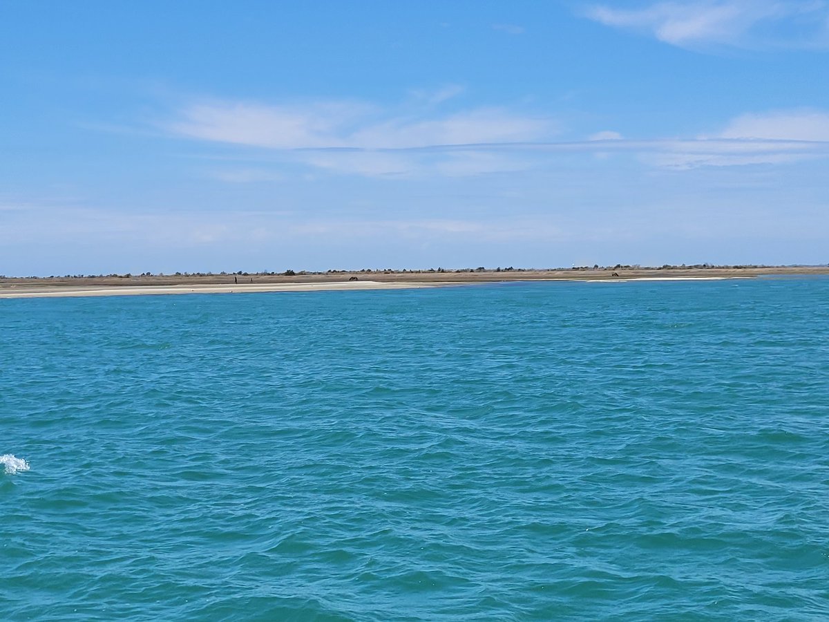 TheRealSpin4You's tweet photo. @dogwoodblooms @brianonorio Oh yeah! Now we're talking! My buddies out on Shackelford Island. I'll be back down there in about 4-5 weeks. Can not wait!
#ShacklefordIsland
#CapeLookout
#OuterBanks https://t.co/izMuv0Fqoq