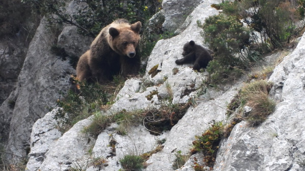 biodependientes's tweet photo. En el #DíaMundialDeLosOsos  @mncn_csic difunde un estudio que considera crucial para el oso pardo establecer medidas para proteger las zonas de celo y  cercanas a las oseras, impidiendo la entrada de turistas, fotógrafos y otras perturbaciones humanas 

https://t.co/sEABrLHex1 https://t.co/n2Ciq5PVK3