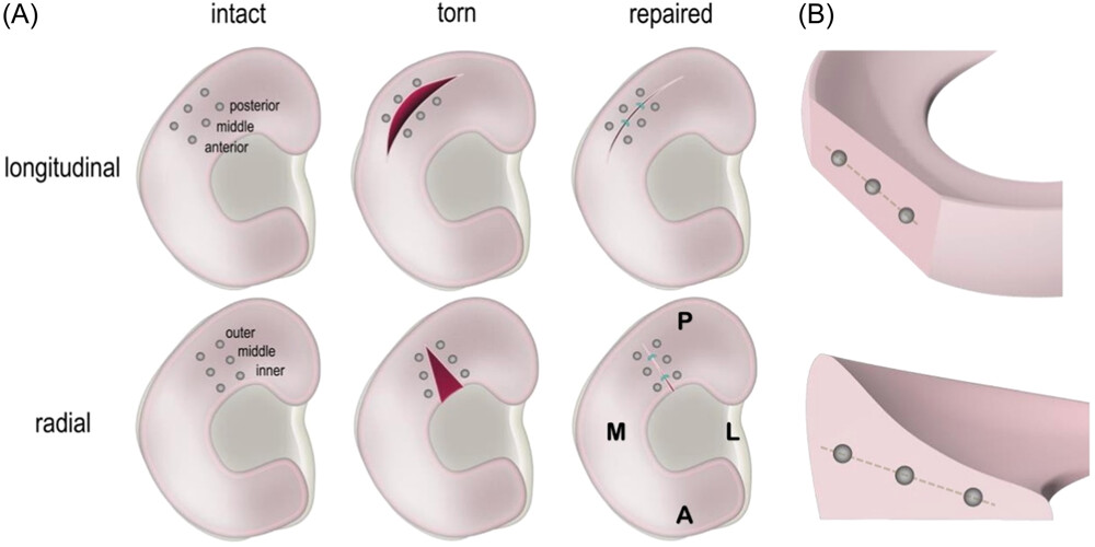 Meghan Kupratis, PhD tweet media