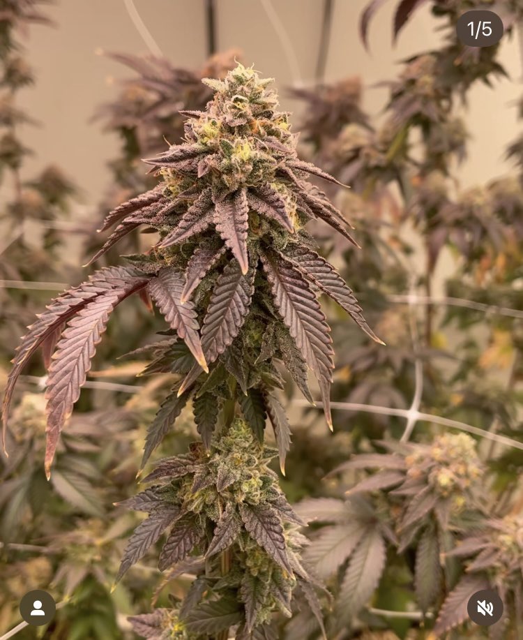 Suite Leaf Nutrients tweet media