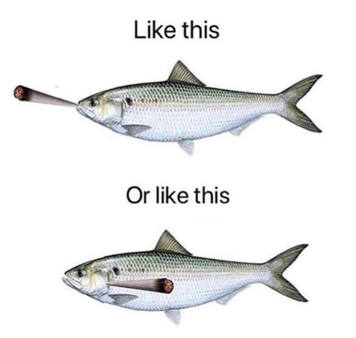 WeedPorns's tweet photo. How do you think a fish would smoke weed? https://t.co/JbFXiUxNCC