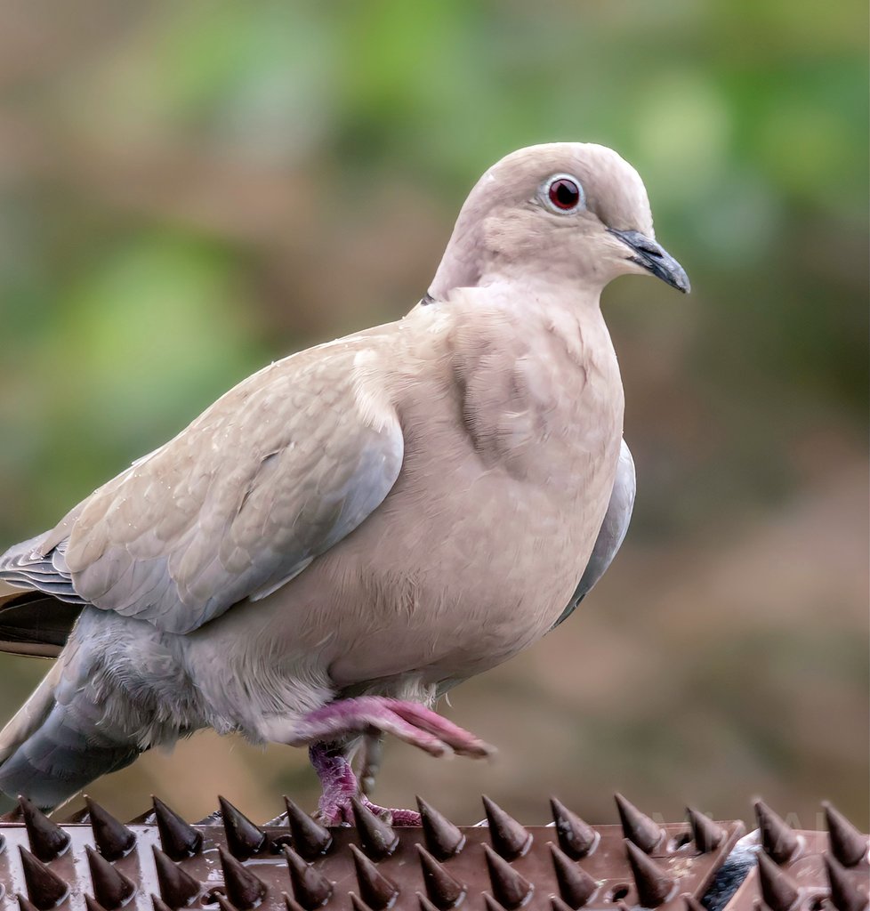 Collared Dove 
#collareddove #Dove #birds #gardenbirds #nature #wildlifephotography