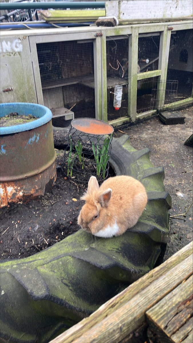 #CuteBunny #Rabbit #Bunny #RabbitsofTwitter #Konijn