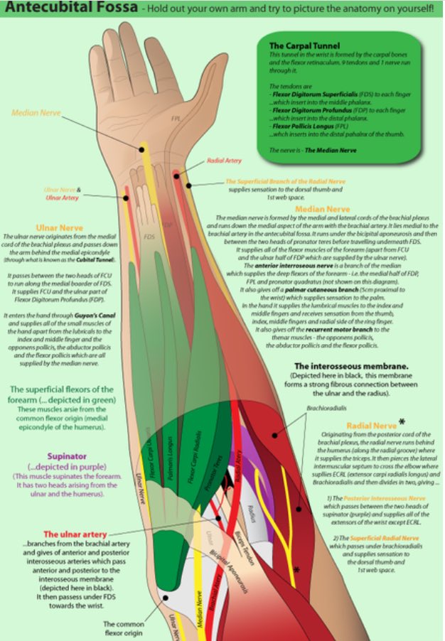 Quomi8's tweet photo. Antecubital Fossa - Hold out your own arm and try to picture the anatomy on yourself!
#quomi #quomihealthcare #quomiprofessionals #picturingmedicine #ophthalmology #ophthalmologist #medicine #medicineexplained https://t.co/x8h67X6sI5