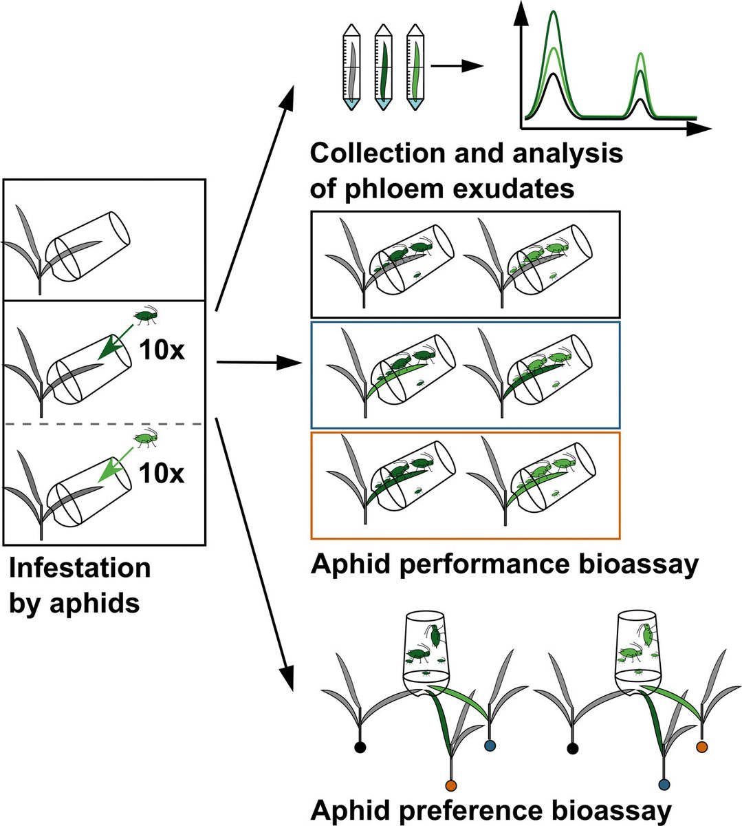 Previous infestation by conspecifics leads to a transient increase of the performance of #Sitobion avenae #aphids on wheat leaves: doi.org/10.1111/een.13… #OpenAccess #Phloem