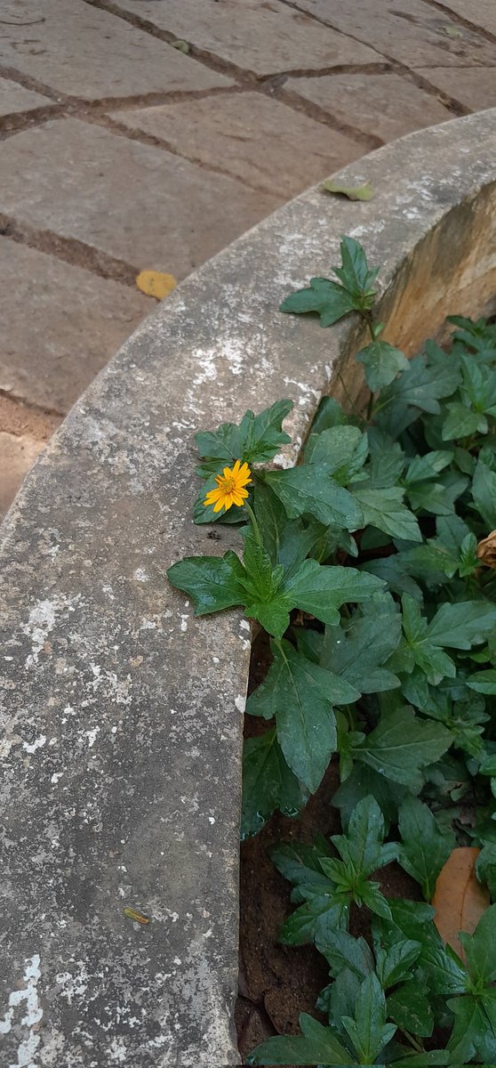 Madhumathi_Inks's tweet photo. #EternalLoveForNature
💛
"We find from experience that yellow excites a warm, & agreeable impression. The eye is gladdened, the heart expanded & cheered, a glow seems at once to breathe toward us."
-Johann Wolfgang Vone Goethe
#AllThingsYellow #Flowers #naturelovers #photography https://t.co/DXuE2lri8v