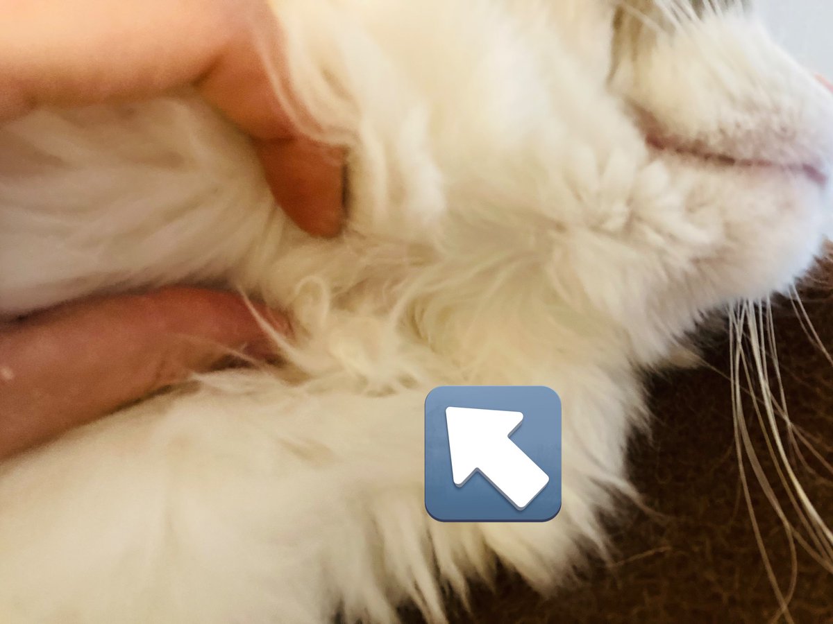 suzu_ragdoll's tweet photo. 【長毛🐈主さんヘルプ】
あごのすぐ下のブラッシングが甘かったのか
特大毛玉を作ってしまいました..🤯
ごめんねすず..😭

カチコチになっちゃってるのですがこれはどうするべきでしょうか..😣
切る..?おふろでほぐす..？ https://t.co/HHgQIqKJs5