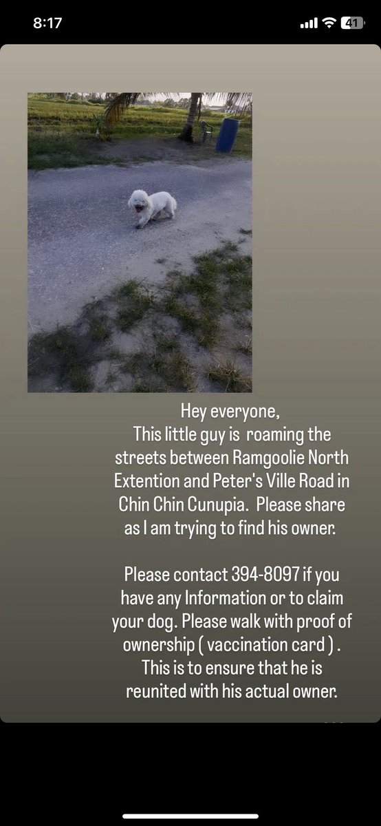 sh_relll's tweet photo. There’s someone on Twitter who lost their dog that looks v similar to this one but I can’t remember the person. So sending this here so Twitter can reunite them. 🤍 https://t.co/MHMEIAi1zI