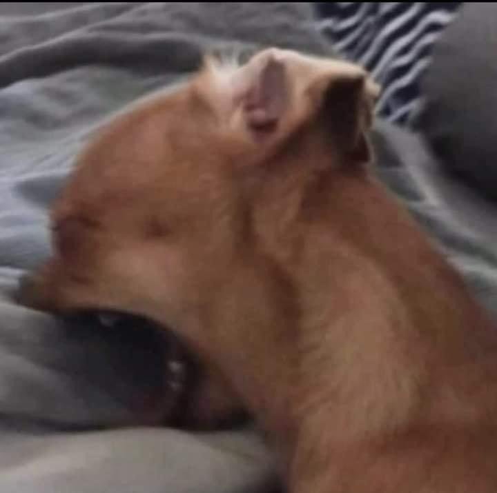 vcuted's tweet image. sou a gabi @vanteart e por algum motivo minha conta dói desconectada e não tô conseguindo mais entrar