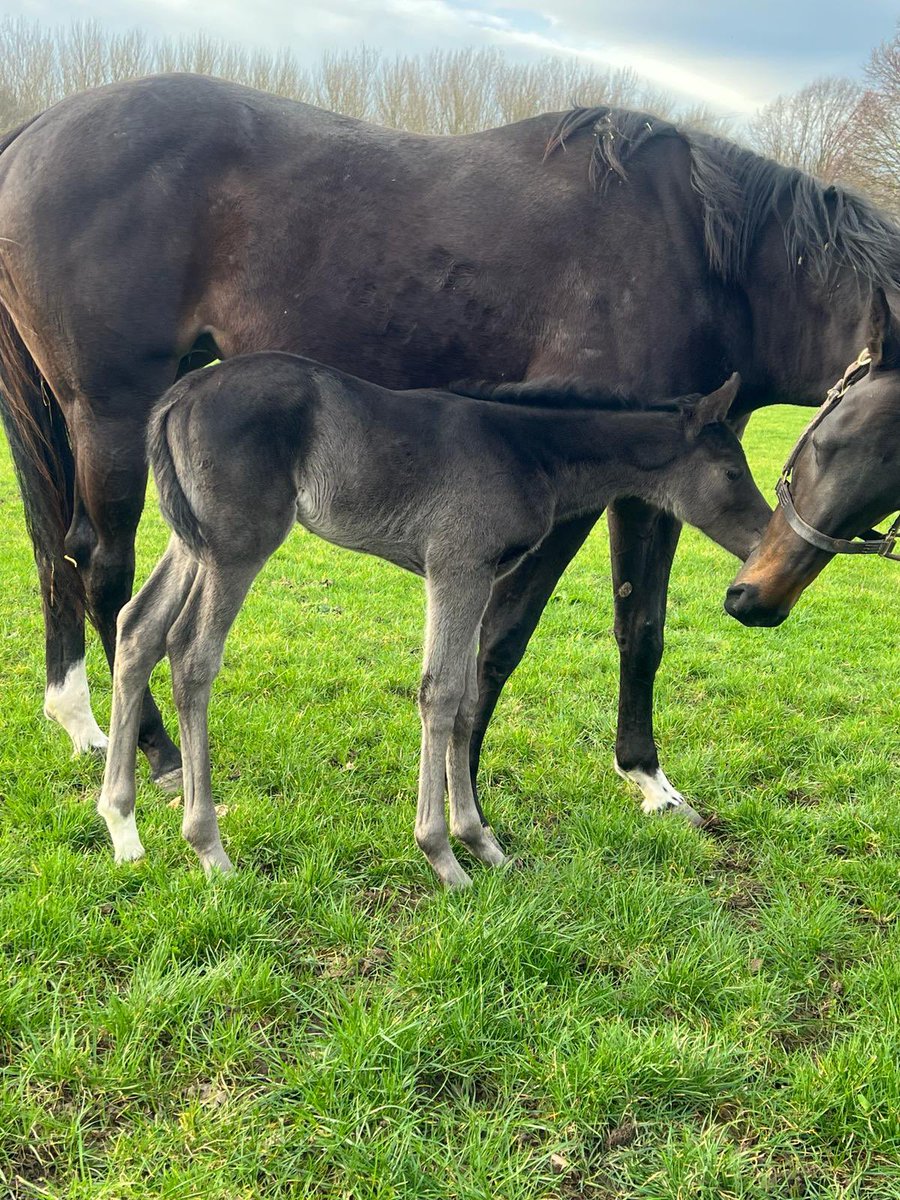 Plantation Stud (@plantationstud1) on Twitter photo 1st time Mum, Eve Lodge, with her Justify filly ๐ ๐ #rpfoalgallery <a href="/rpbloodstock/">Racing Post Bloodstock</a> 1st time Mum, Eve Lodge, with her Justify filly ๐ ๐ #rpfoalgallery <a href="/rpbloodstock/">Racing Post Bloodstock</a>