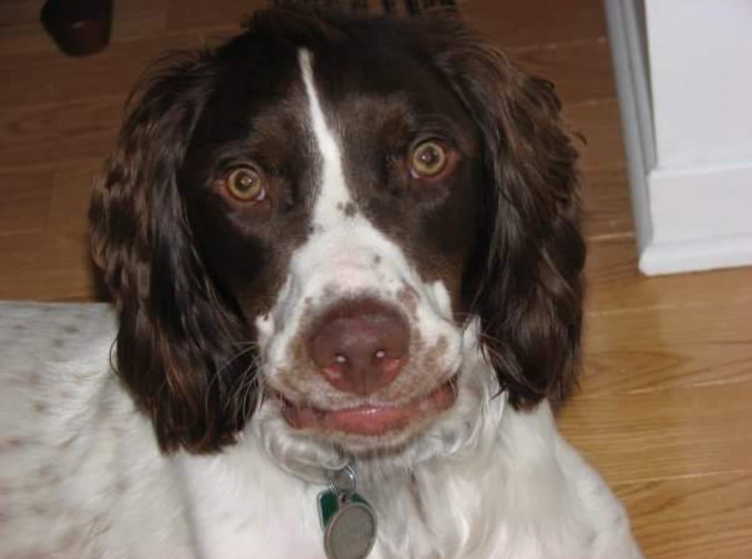 ABrittanyRescue's tweet photo. "The face I make when I realized it was only Wednesday!" 

We feel ya, Strider!! 😆

We can get through it together #ABRfam!!  Show us how your Wednesday is going below! 👇

📷: Thanks Laura Sheppard!!

#ABR #AmericanBrittanyRescue #Wednesdaymood #wednesday #brittany #brittanys https://t.co/4SBRRrlLhi