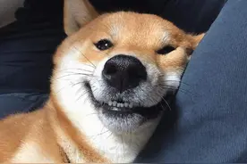 Simpdoge_me's tweet photo. 📒Diary of a Simp    Feb 21st, Rainy 🌦️

Why haven't I been updating my diary lately? 

My dad caught me being #SimpDoge and warned me that if he catches me doing it again, he'll break my leg.

Thankfully, it's not my tongue, so I can still keep licking for you.