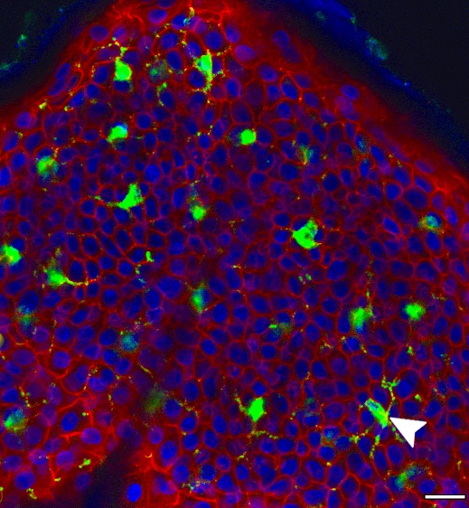 Keira Melican tweet media