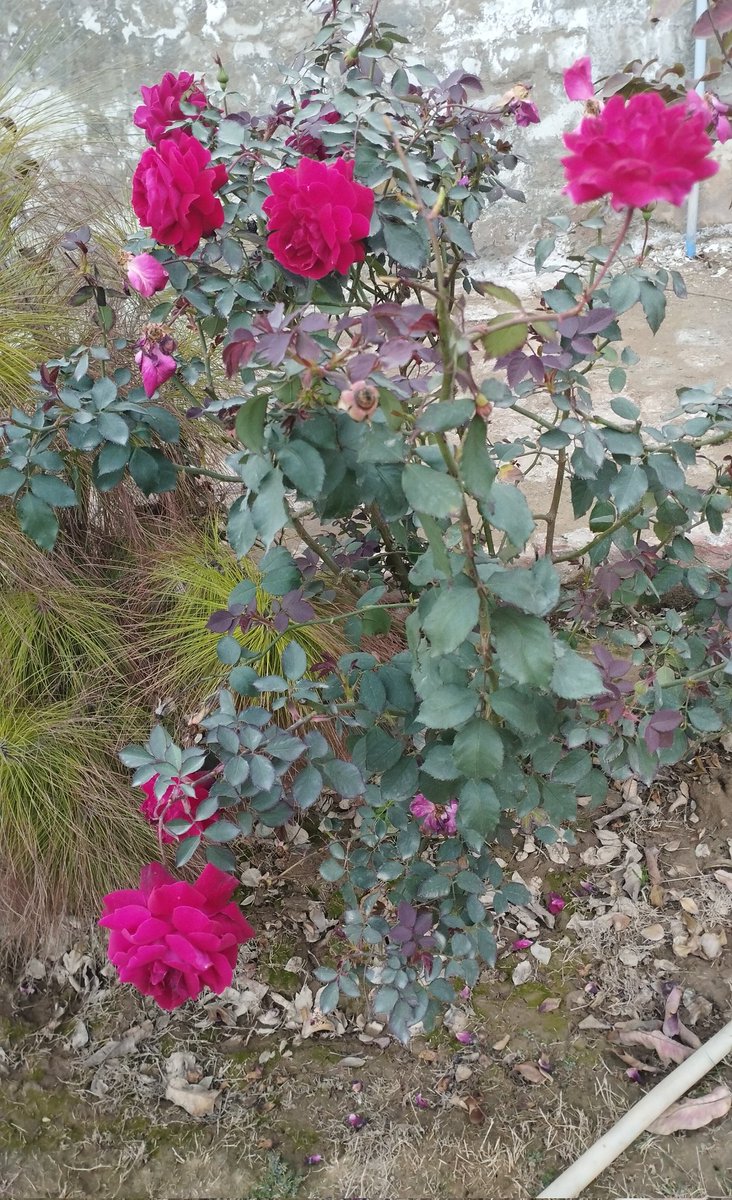 Zargoonaa's tweet image. Its that blooming time of the year again.✨🫶❤️
#GardensOfTwitter