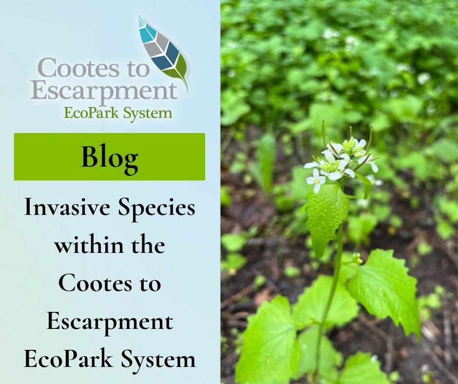 The RBG Botany Team knows all about the invasive plant species you can find in the EcoPark System and how we can all work together to remove them. Learn more at: cootestoescarpmentpark.ca/blog/invasive-…