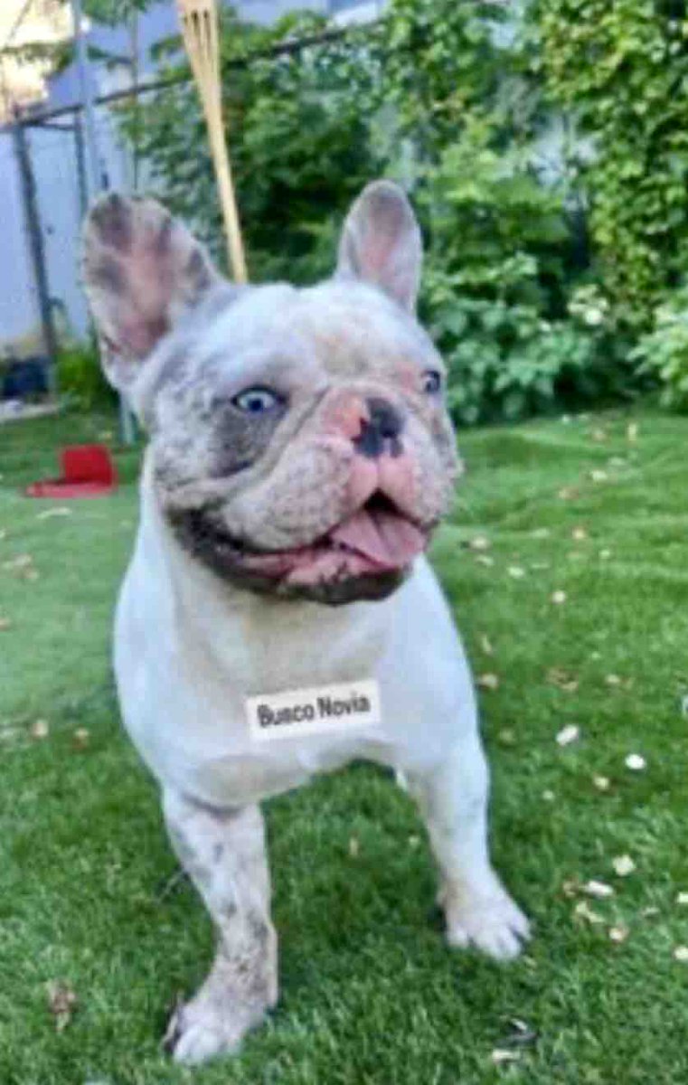 KeithOlbermann's tweet image. DIOR IS MISSING IN KEARNY NJ: last seen at Ivy street and Bergen Ave, he’s 25 pounds and chipped: 
900215005308912. If you’ve seen or found him please call 888-466-3242 and PLEASE RT DIOR!