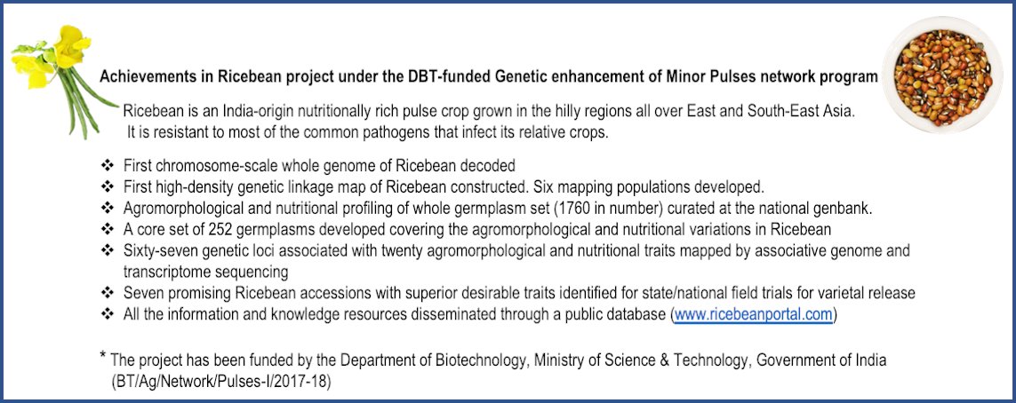 Genetic Enhancement and characterization of germplasm diversity of a minor pulse Ricebean conserved under National Genebank of India at ICAR-NBPGR. #Vignapulsesinitiative @DBTIndia @NIPGRsocial @DBT_ILS @INbpgr @IcarIipr @CropTrust
