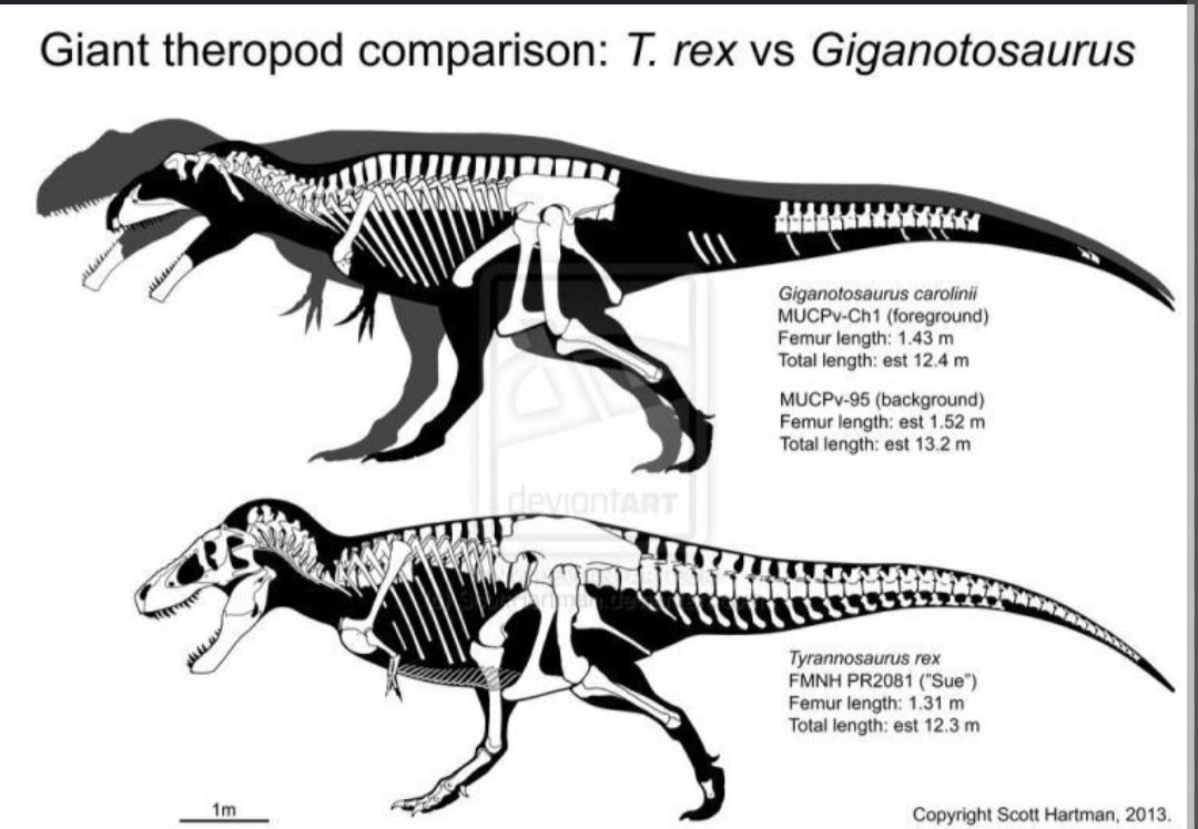 <a href="/dzapatillas/">Derecho enZapatillas</a> Otro dato: el Giganotosaurus Carolini es el carnívoro más grande de su época unos cm más grande que el TRex norteamericano