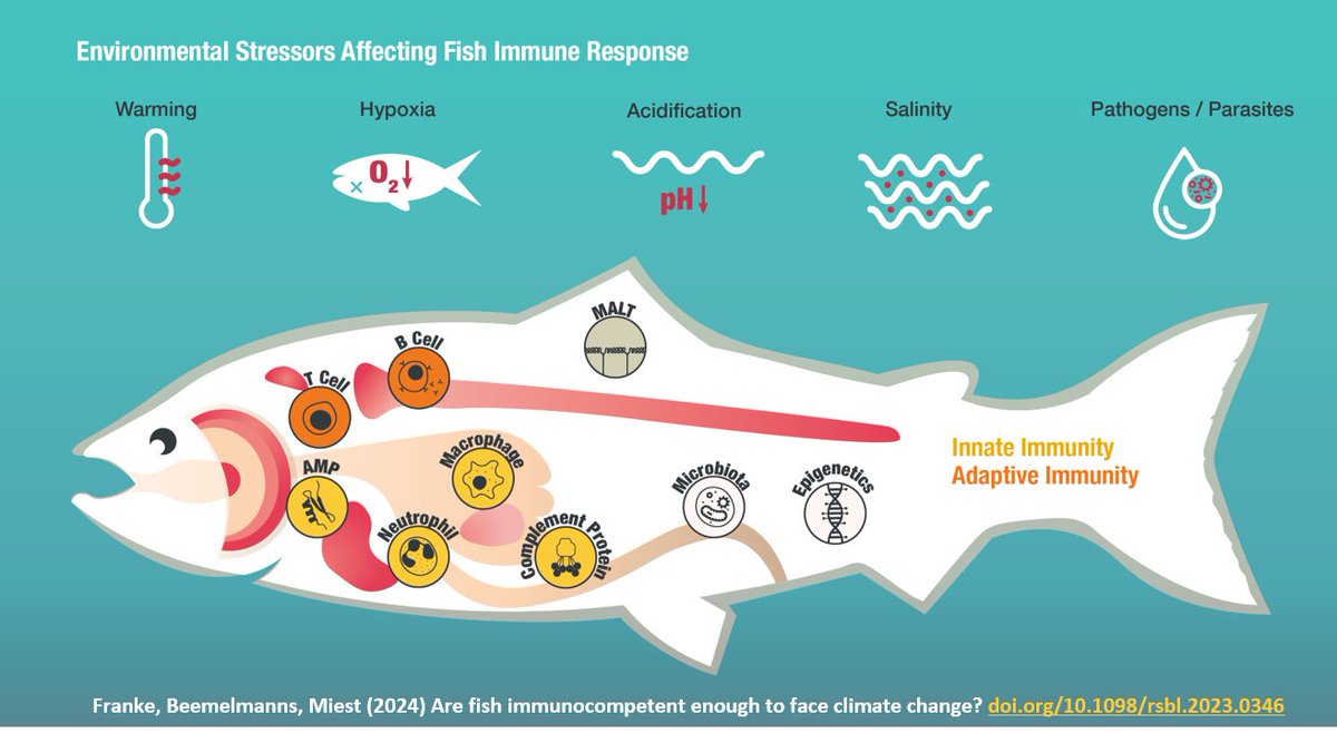 Andrea Franke (@letsbefrank_e) on Twitter photo Comes summer, we'll wear hats & have cold drinks not to get a heatstroke. But how do fish deal with warming & other climate change stressors to avoid getting sick? Will they stay healthy in the future? <a href="/Joanna_Miest/">Joanna Miest</a>, <a href="/ABeemelmanns/">Anne Beemelmanns</a> & I took a close look. royalsocietypublishing.org/doi/full/10.10โฆ Comes summer, we'll wear hats & have cold drinks not to get a heatstroke. But how do fish deal with warming & other climate change stressors to avoid getting sick? Will they stay healthy in the future? <a href="/Joanna_Miest/">Joanna Miest</a>, <a href="/ABeemelmanns/">Anne Beemelmanns</a> & I took a close look. royalsocietypublishing.org/doi/full/10.10โฆ