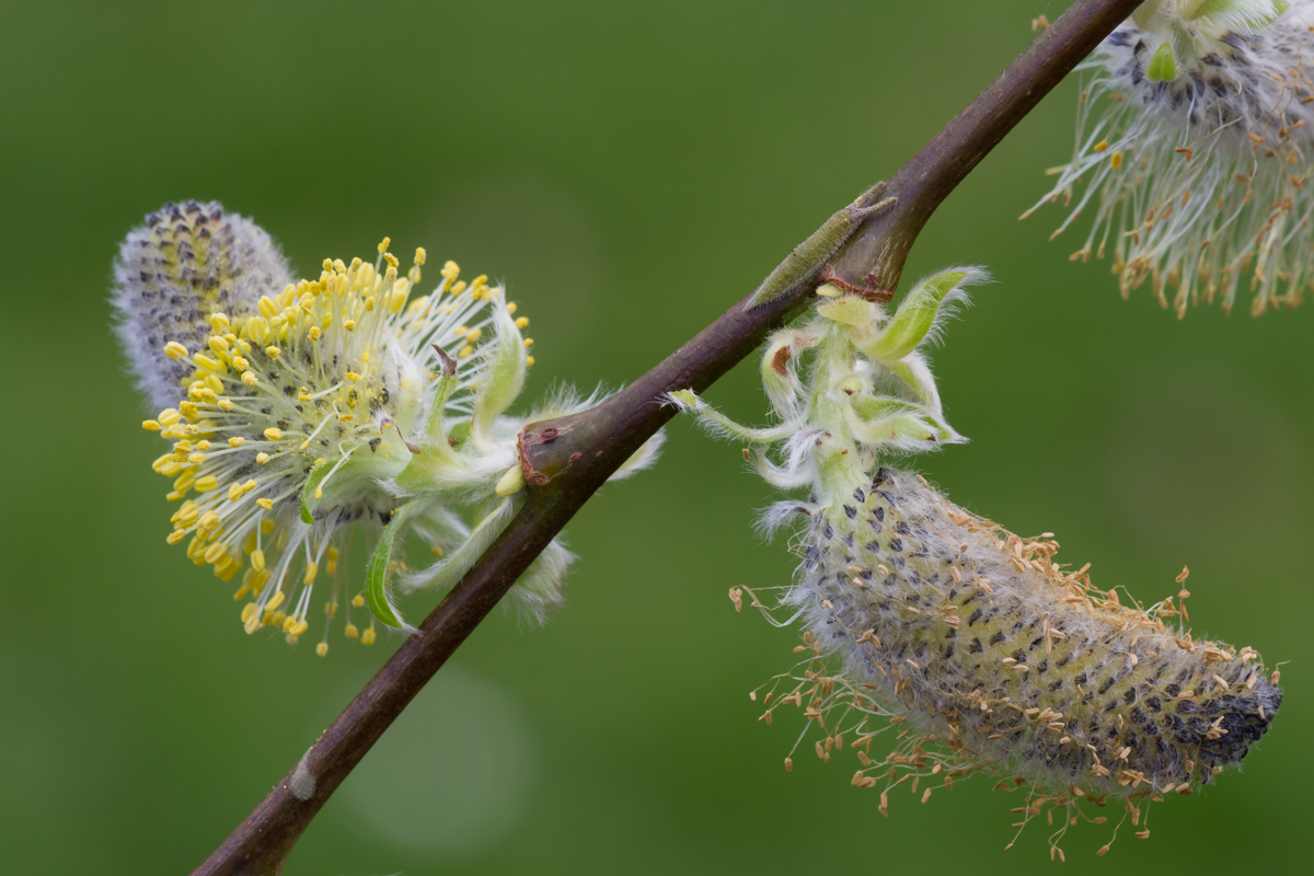Now is also a good time to locate sallows (broad-leaved willows) with Salix Caprea (Goat Willow) a preferred food plant of the Purple Emperor. The plant is 'dioecious' - yellow male flowers and green female flowers are found on separate trees. Purple Emperor larva in the photo!