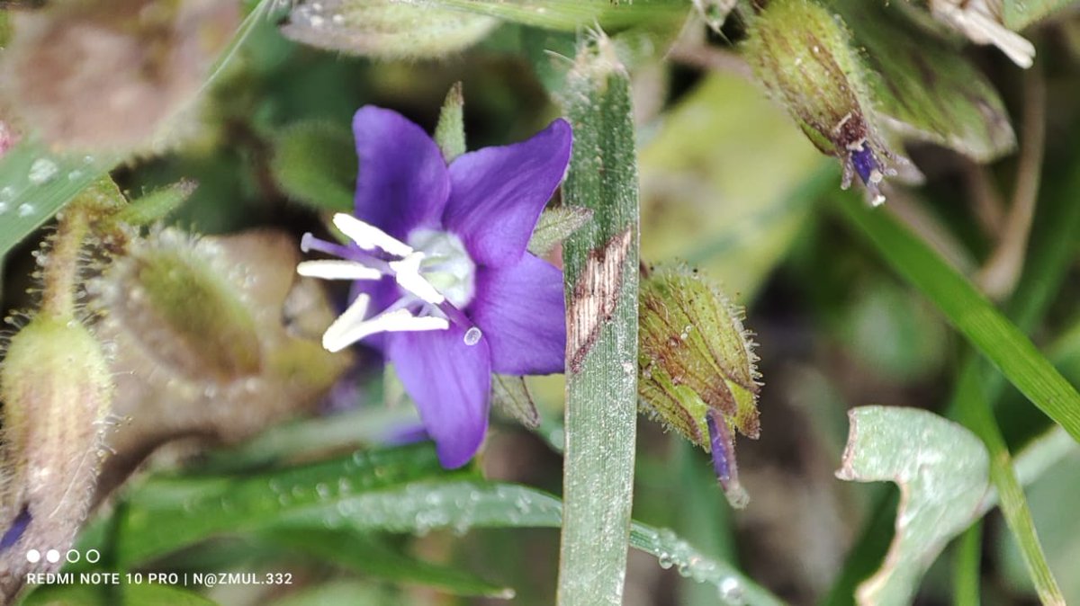 Mahfuzaekra's tweet photo. Do you know the name of this flower? https://t.co/TSftVbgfea