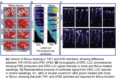 AdaptationRoot's tweet photo. @tweeter Let me introduce you BiAux, a novel compound that specifically modulates auxin co-receptor activity to stimulate specifically lateral root formation. BiAux function is depended of TIR1 and AFB2. (Accepted in Plant Phys.) doi/10.1093/plphys/kiae090/7611682 https://t.co/Sjvq3d4PCC